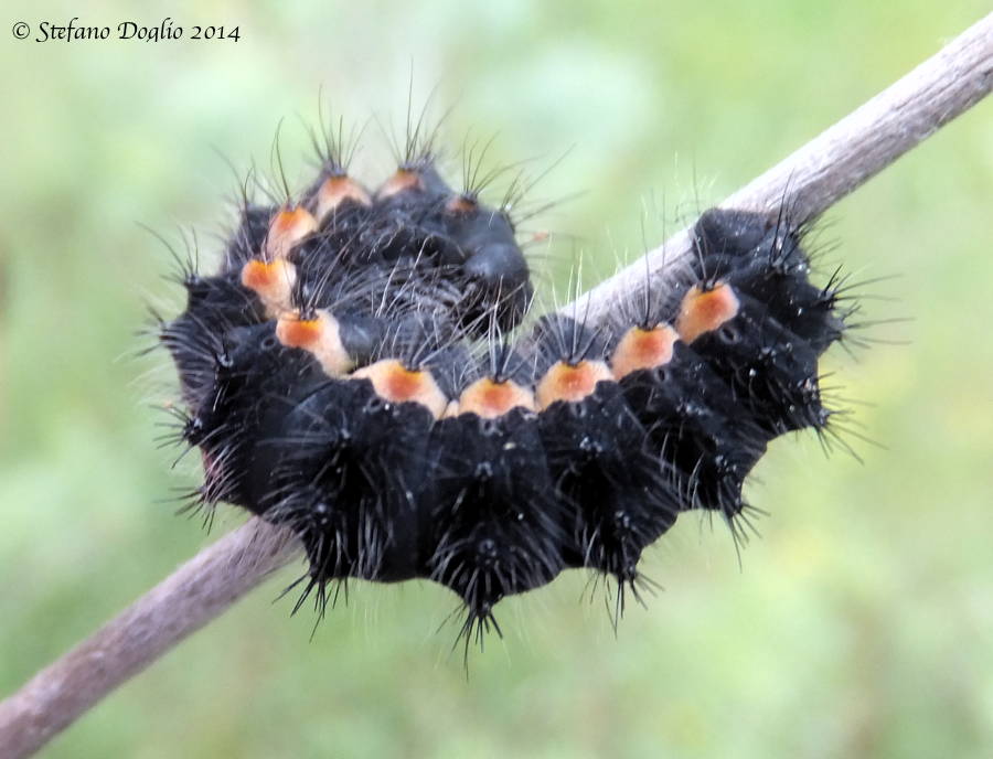 larva da identificare - Saturnia (Eudia) pavoniella